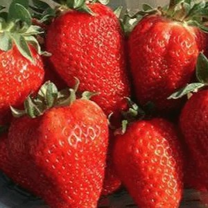 Сан-Андреас Сан-Андреас