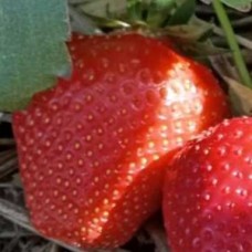 Саженцы клубники Сандра Саженцы клубники Сандра