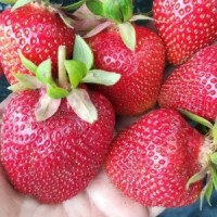 Саженцы клубника Антея Саженцы клубника Антея