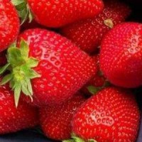 Саженцы клубники Ауджи Саженцы клубники Ауджи