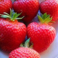 Саженцы клубника Аура Фраголария Саженцы клубника Аура Фраголария