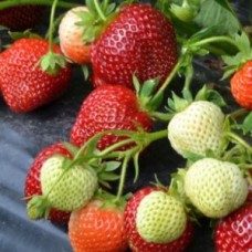 Саженцы клубники Вивара Саженцы клубники Вивара