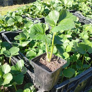 Саженцы с закрытой корневой системой Саженцы с закрытой корневой системой