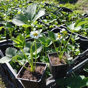 Саженцы с закрытой корневой системой Саженцы с закрытой корневой системой
