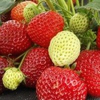 Саженцы клубника Клери Саженцы клубника Клери