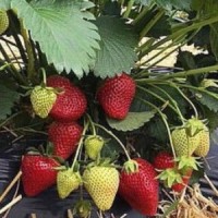 Саженцы клубники Мариэка Саженцы клубники Мариэка