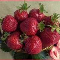 Саженцы клубники Олимпия
