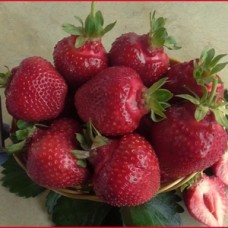 Саженцы клубники Олимпия