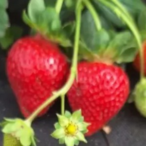 Рабунда Рабунда