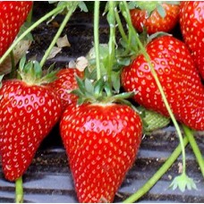 Саженцы клубника Сирия Саженцы клубника Сирия