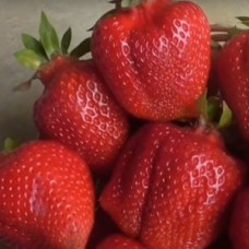 Саженцы клубники Александра 
