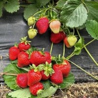 Саженцы клубники Каденза